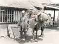 Japan Pack Horse Grass Shoes Farmer Man Rural Life Thatched Vtg. Photo 19thC.