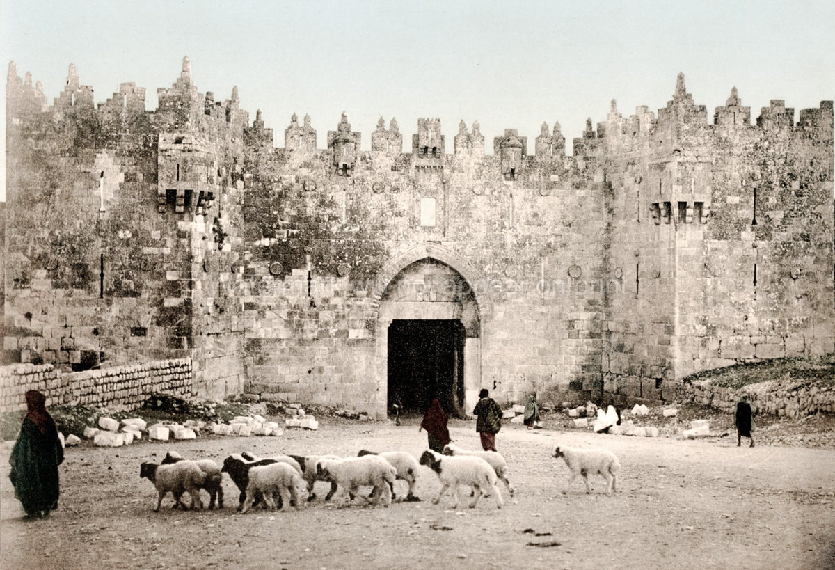Jerusalem Damascus Gate Old City Wall Shepherd Sheep Israel Vtg. Photo 19thC.