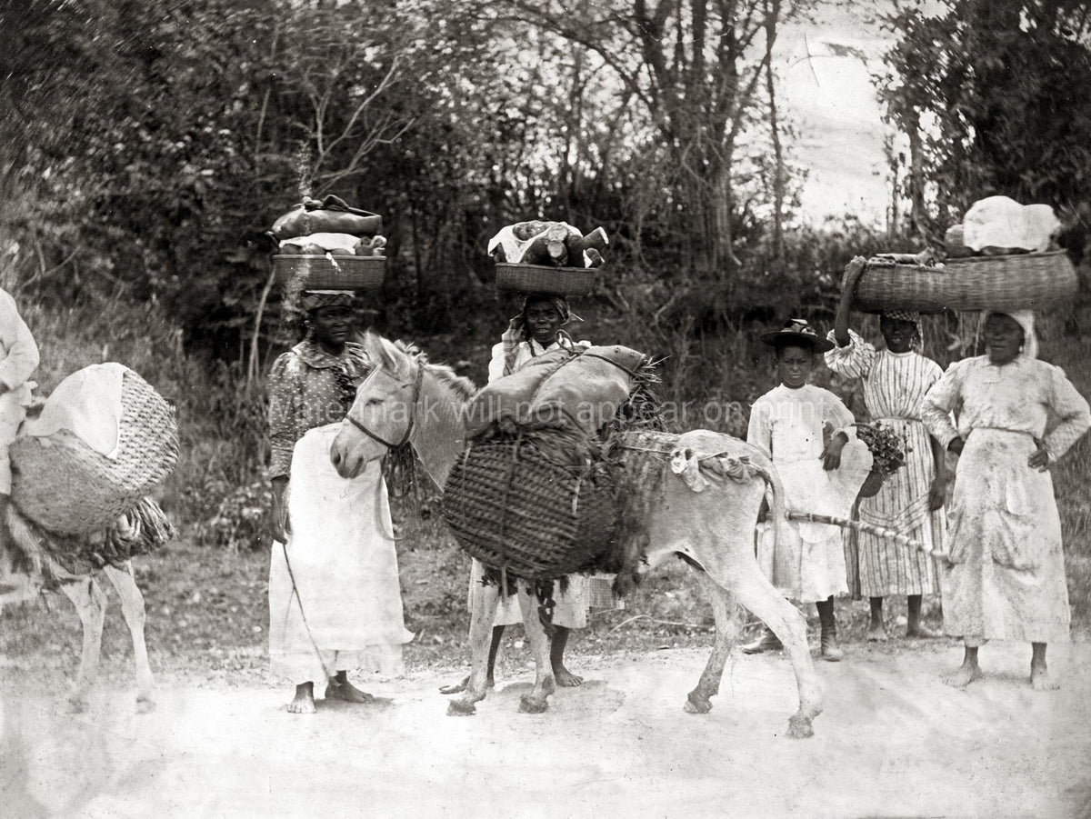 West Indies Women Donkey On Way To Market Carrying Baskets Vtg. Photo 19thC.