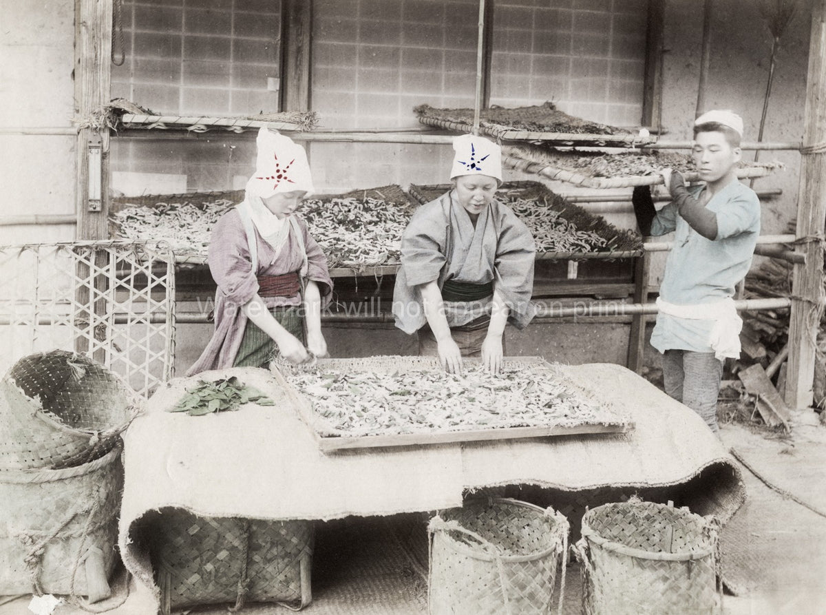 Japan Silk Worms Sericulture Industry Women Working Baskets Vtg. Photo 19thC.