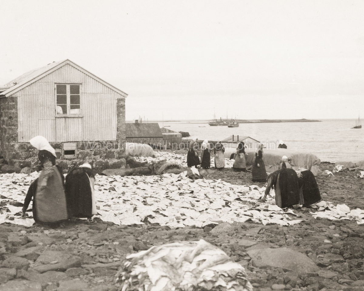 Reykjavik Iceland Women Drying Fish Coastal Harbor Workers Vtg. Photo 19thC.