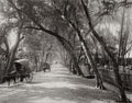 Ceylon Sri Lanka Tree-Lined Avenue Rural Road Bullock Carts Vtg. Photo 19thC.