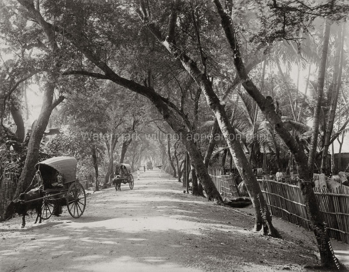 Ceylon Sri Lanka Tree-Lined Avenue Rural Road Bullock Carts Vtg. Photo 19thC.