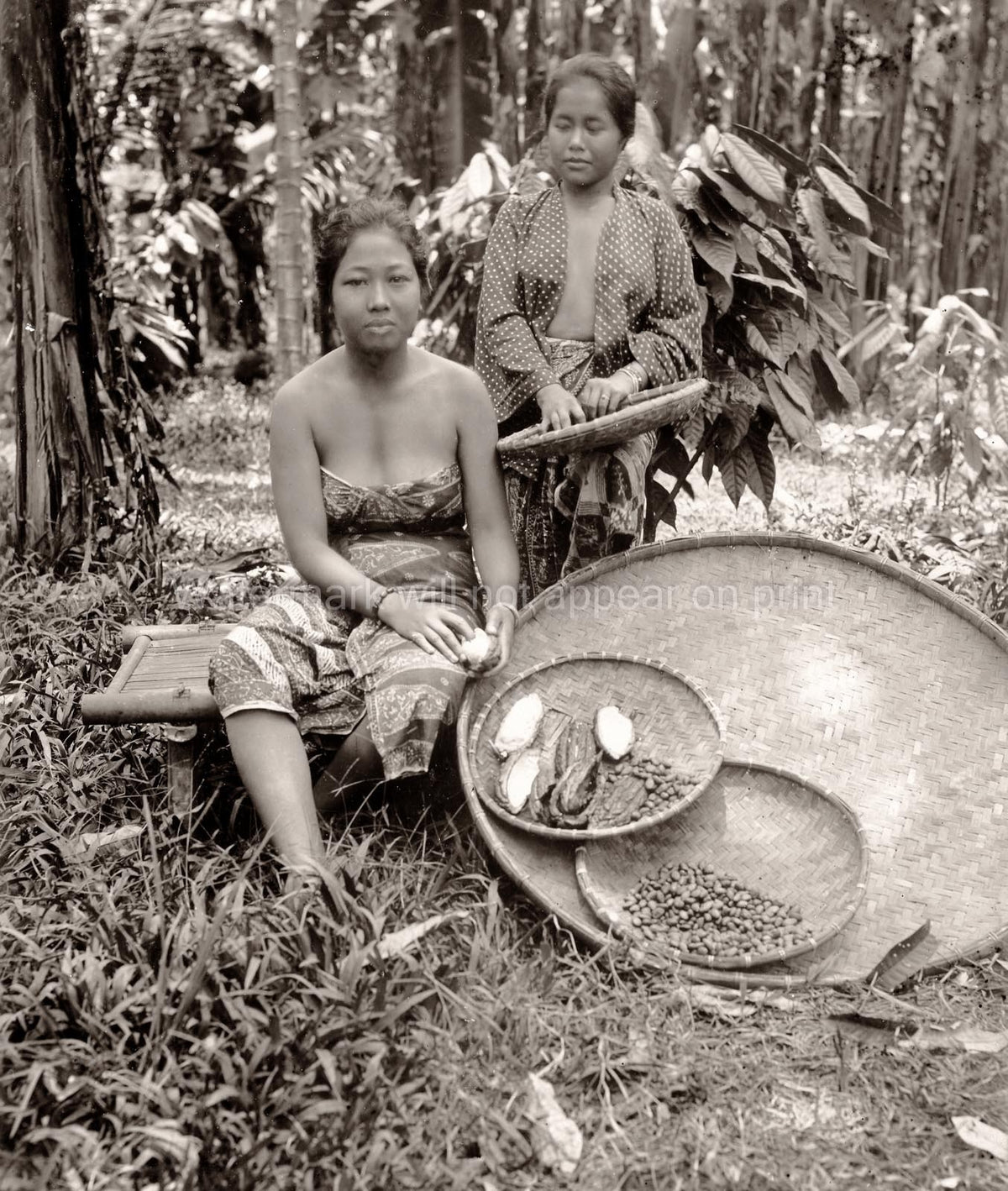 South East Asia Women with Baskets of Cacao Crop Fruit Harvest Vtg. Photo 19thC.