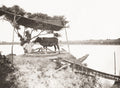 Egypt Sakkieh Ox Driven Water Wheel Agriculture Farmer River Vtg. Photo 19thC.