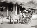 India Bullock Hackney Taxi Cart Zebu Cattle Family Rural Life Vtg. Photo 19thC.
