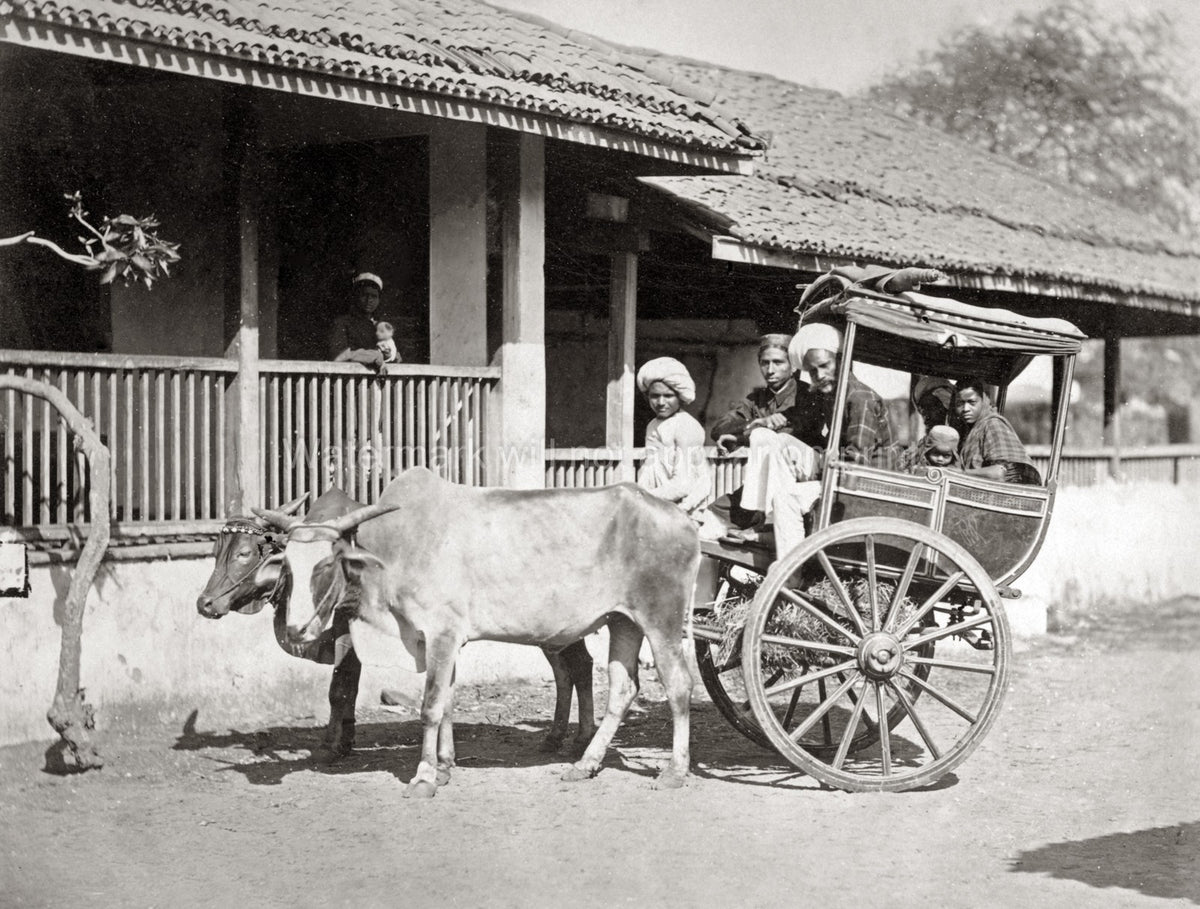 India Bullock Hackney Taxi Cart Zebu Cattle Family Rural Life Vtg. Photo 19thC.