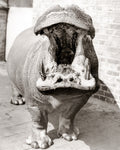 London Zoo Joan Hippopotamus Yawning Mouth Open Animal Tusks Vtg. Photo 20thC.