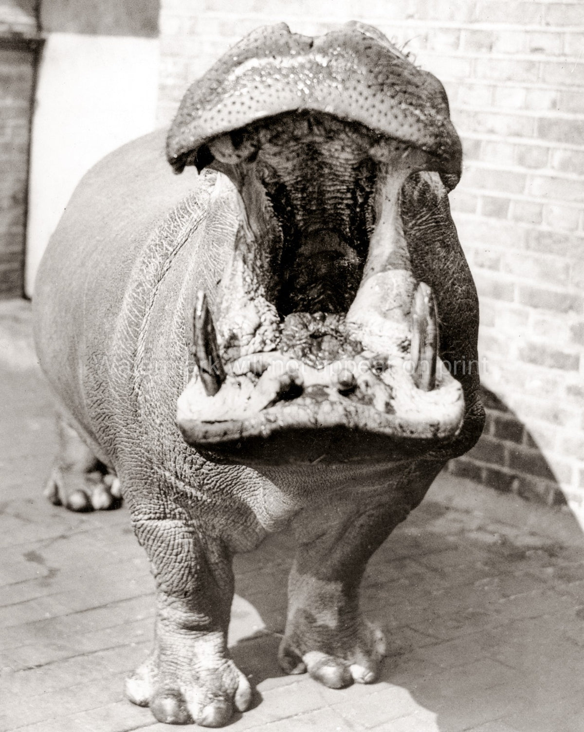London Zoo Joan Hippopotamus Yawning Mouth Open Animal Tusks Vtg. Photo 20thC.