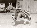 Bostock's Royal Italian Circus Man Riding Zebra Performer Vtg. Photo 20thC.