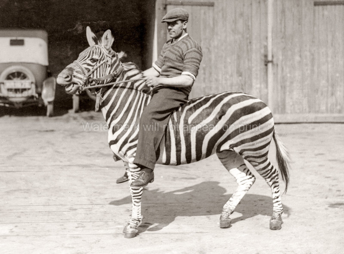Bostock's Royal Italian Circus Man Riding Zebra Performer Vtg. Photo 20thC.