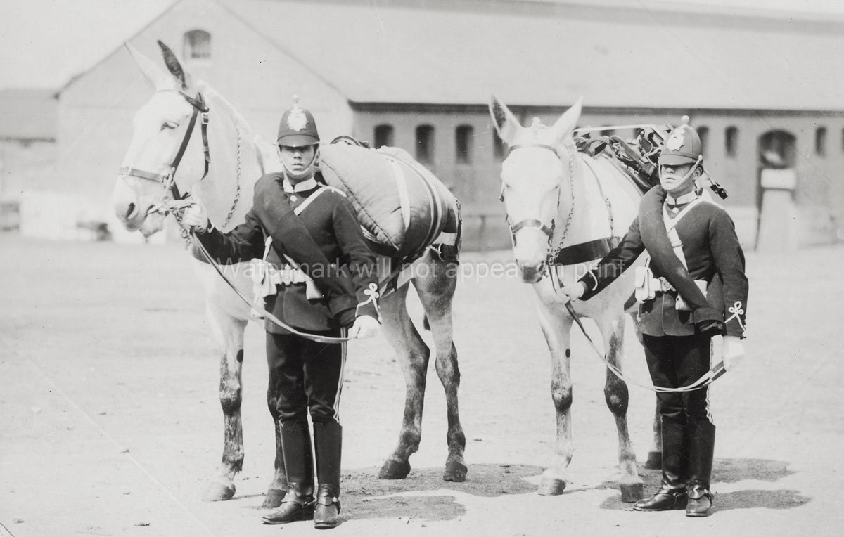 British Army Service Corps Soldiers Pack Mules Regiment Vtg. Photo 19thC.