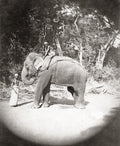 India Elephant Mahout Handler Working Animal Jungle Vtg. Photo 19thC.