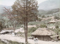 Miyagino Village Sendai Japan Rural Scene Thatched Roof Houses Vtg. Photo 19thC.