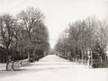 Florence Italy Parco delle Cascine Park Avenue Trees Walkway Vtg. Photo 19thC.