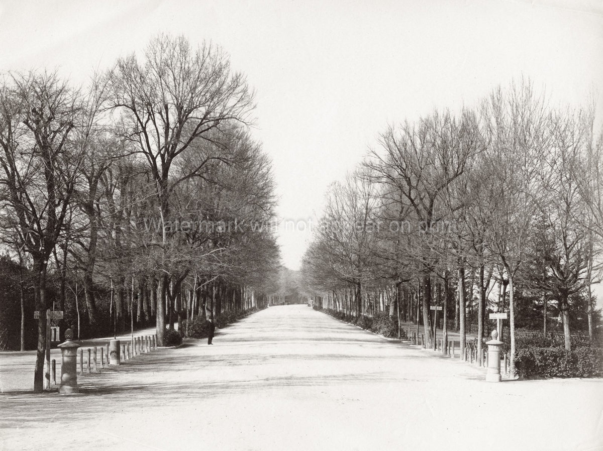 Florence Italy Parco delle Cascine Park Avenue Trees Walkway Vtg. Photo 19thC.
