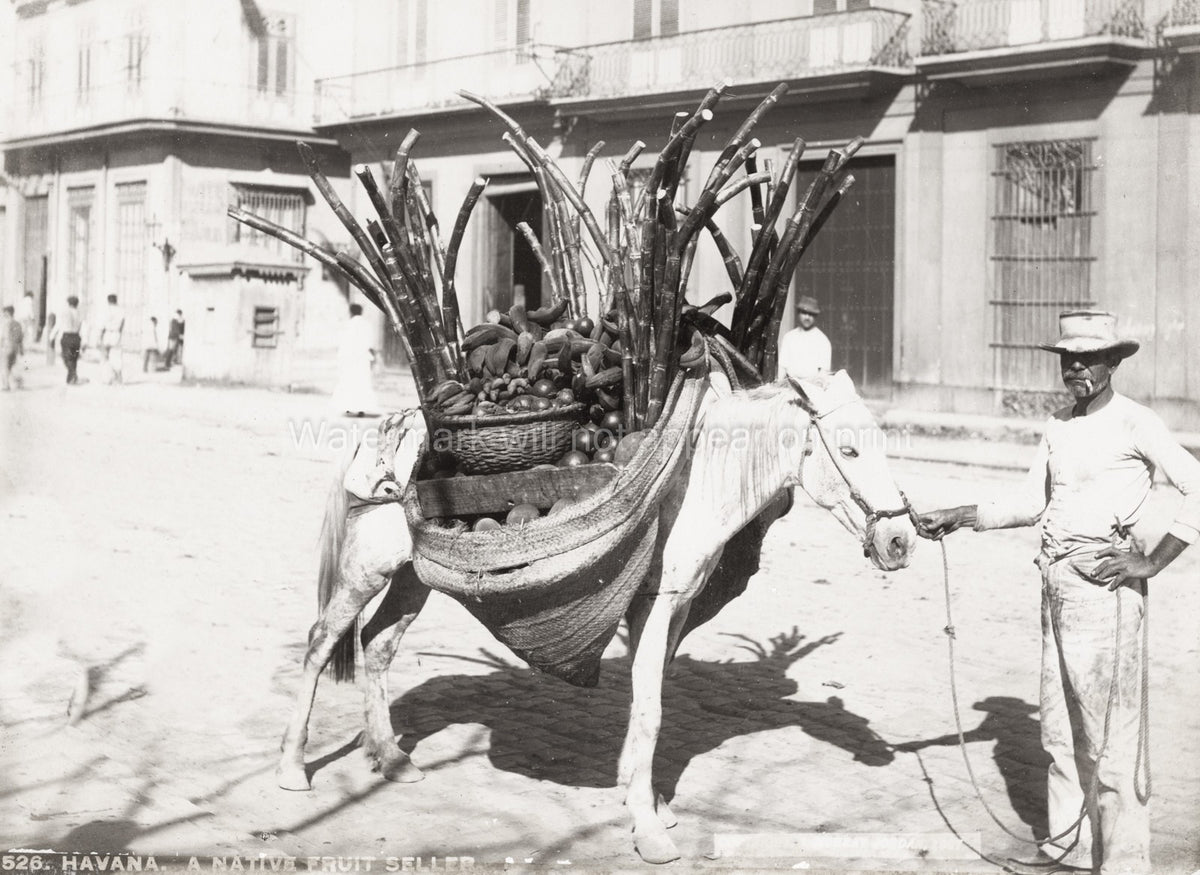 Havana Cuba Fruit Seller Horse Sugarcane Street Vendor Market Vtg. Photo 19thC.