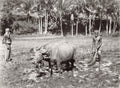 Ceylon Sri Lanka Farmers Ploughing Field Water Buffalo Vtg. Photo 19thC.