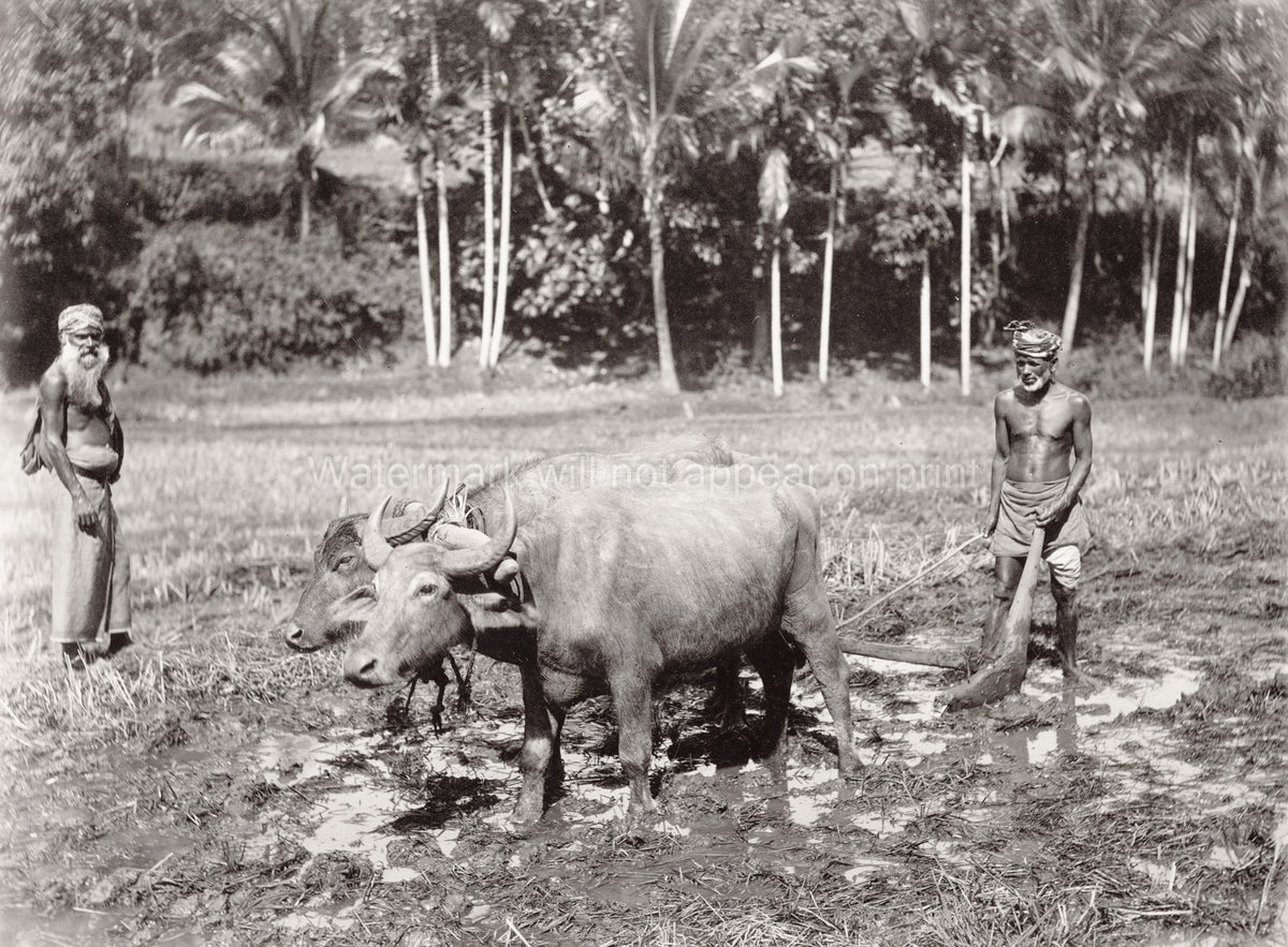 Ceylon Sri Lanka Farmers Ploughing Field Water Buffalo Vtg. Photo 19thC.