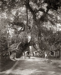 Ceylon Sri Lanka Country Road Bullock Cart Banyan Trees Vtg. Photo 19thC.