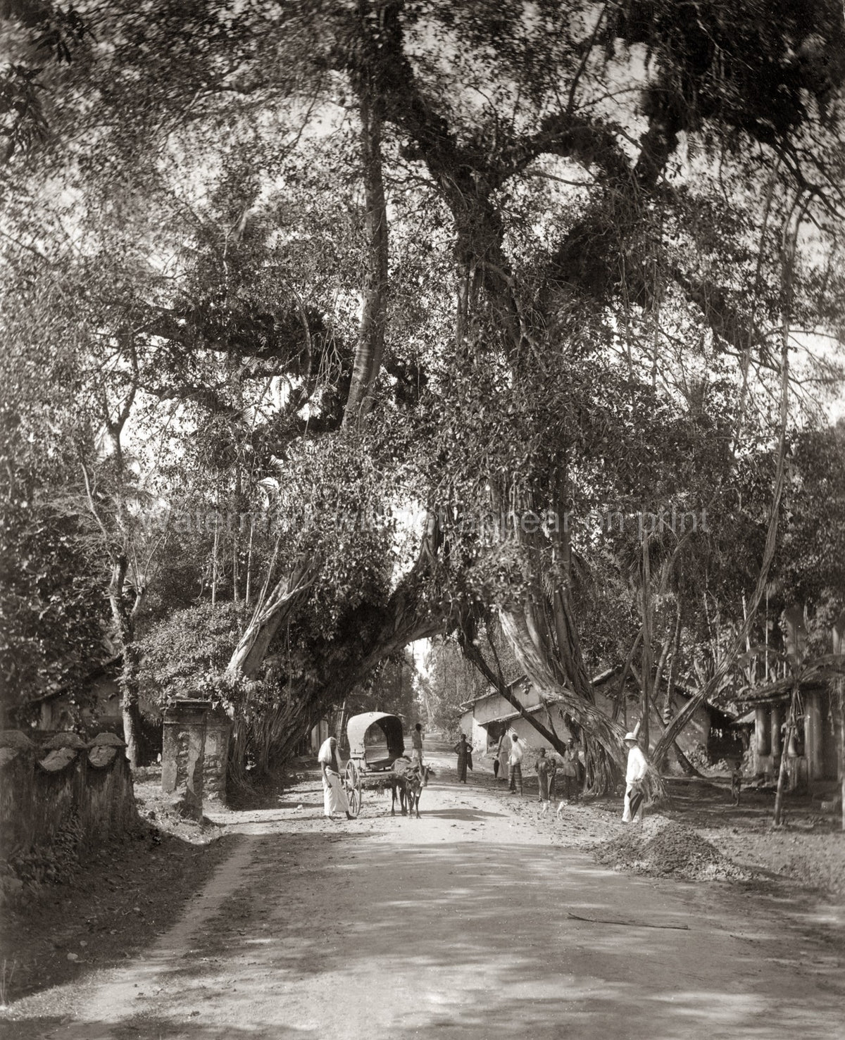 Ceylon Sri Lanka Country Road Bullock Cart Banyan Trees Vtg. Photo 19thC.