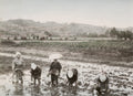 Japanese Farm Workers Transplanting Rice Sprouts Rural Paddy Vtg. Photo 19thC.