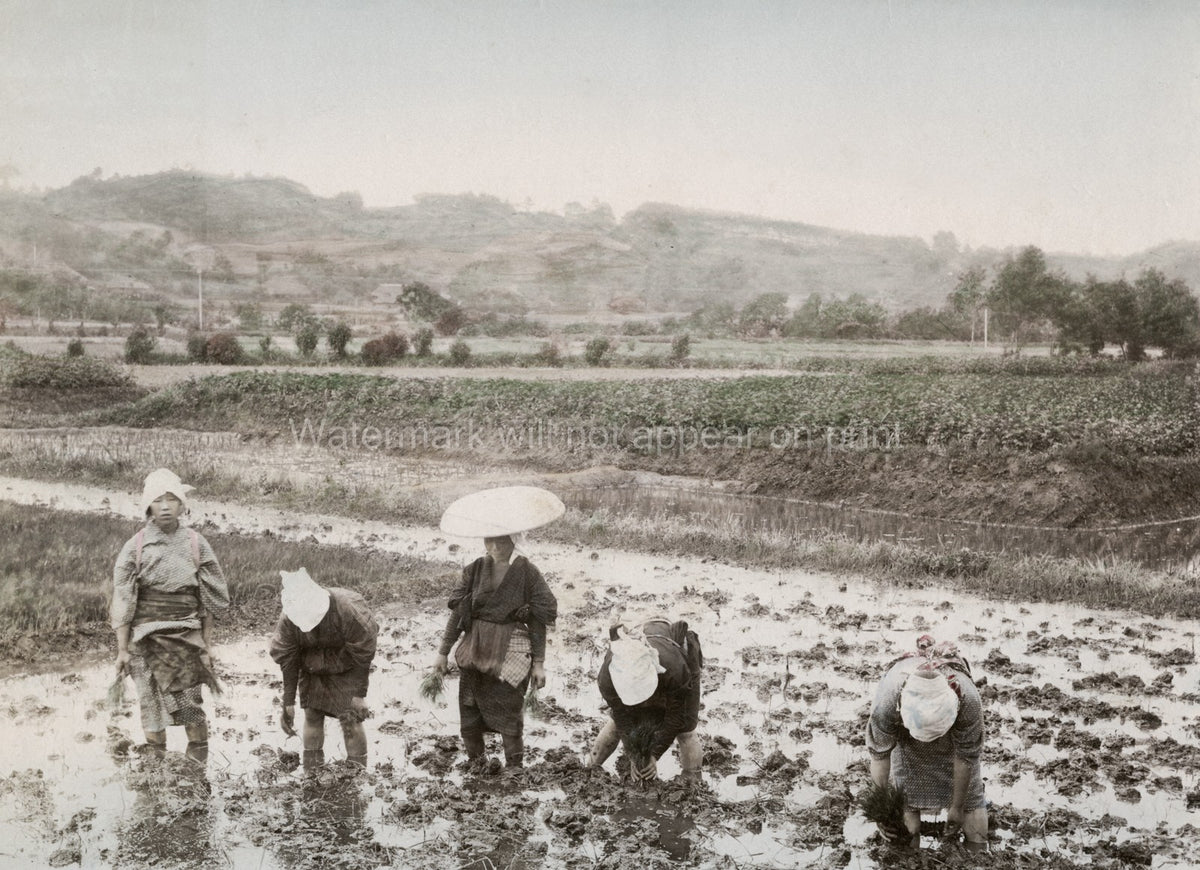 Japanese Farm Workers Transplanting Rice Sprouts Rural Paddy Vtg. Photo 19thC.